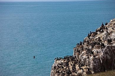 SE卡牌新作《Voice of Cards：龙之岛》PC试玩版发布